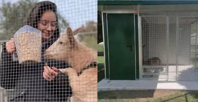 Ranche Sardo Oliena, ondata di solidarietà per il Piccolo Ranch Sardo che salva gli animali: centinaia di donazioni