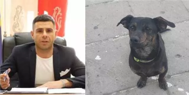 Jack Cane Ucciso Dolianova Sindaco Cane ucciso a Dolianova, lo sdegno del sindaco: