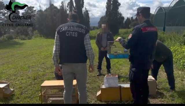 Gabbie trappola per catturare uccelli protetti: scattano le denunce per bracconaggio nel Sud Sardegna