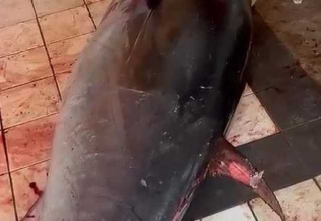 Teulada, sequestrati 800 chili di tonno rosso: in una cella abusiva esemplari senza testa insieme a cani e gatti