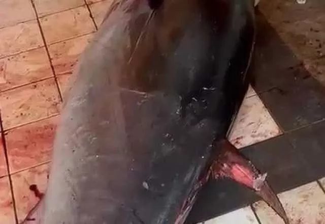 Teulada, sequestrati 800 chili di tonno rosso: in una cella abusiva esemplari senza testa insieme a cani e gatti