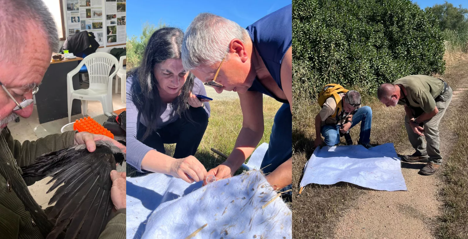 MOLENTARGIUS PARCO COLLABORAZIONE Molentargius, nasce la collaborazione scientifica tra il parco e Izs Sardegna