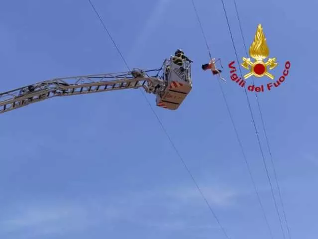 Feniccottero Incastrato Nei Cavi