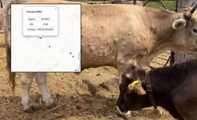 Torna l'incubo dermatite bovina, c'è un nuovo focolaio a Escalaplano