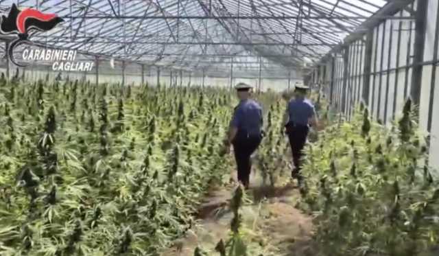 Dolianova, scoperta una maxi piantagione di cannabis da 10mila piante (Video)