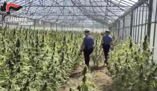 Dolianova, scoperta una maxi piantagione di cannabis da 10mila piante (Video)