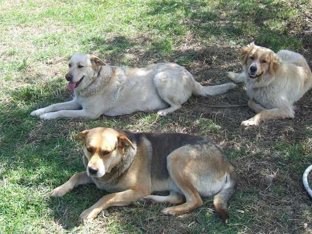 Caldo asfissiante anche per gli animali, l'ordinanza a Quartu: "Non teneteli in balcone o senza ombra"