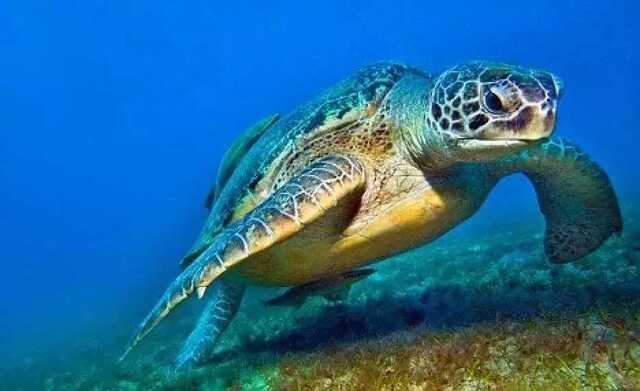 Caretta caretta impigliata in una rete da pesca a Tertenia: recuperata, ora è in riabilitazione