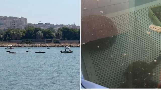 Santa Gilla,  morte 150 tonnellate di cozze per il caldo: "Rischiamo di ritrovarci così anche nel 2027"