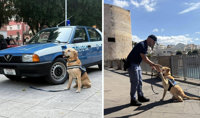 Oristano, è morto Aaron: addio al cane antiesplosivo della polizia, stroncato da un male incurabile