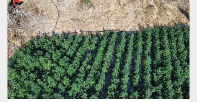 Scoperta maxi coltivazione con 1900 piante di cannabis, un arresto a Ozieri
