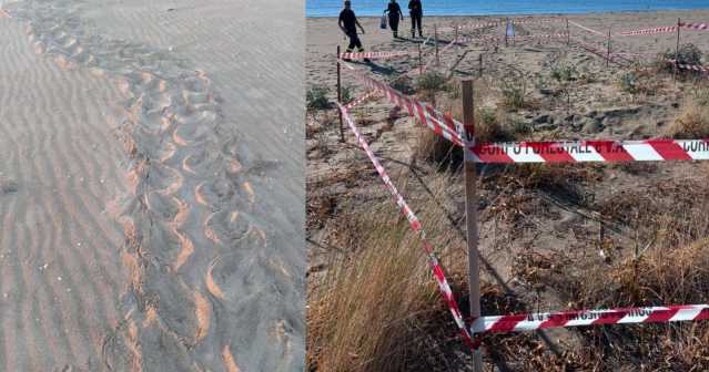 Caretta Nido Costarei Muravera, nella spiaggia di Colostrai il primo nido di caretta caretta della stagione