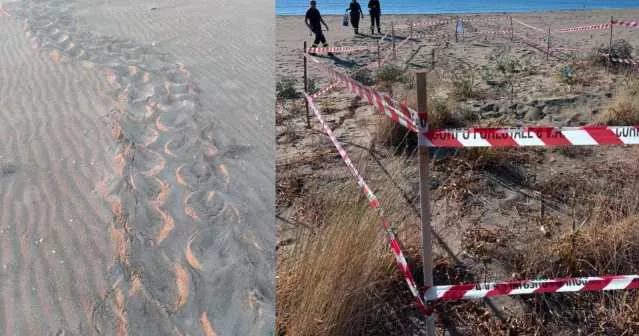 Caretta Nido Costarei Muravera, nella spiaggia di Colostrai il primo nido di caretta caretta della stagione