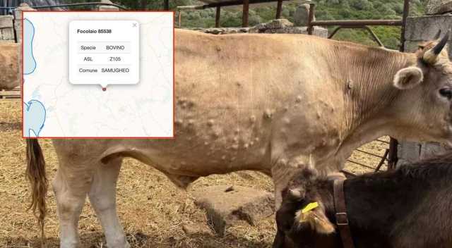 La dermatite bovina arriva nell'oristanese: primo focolaio accertato a Samugheo