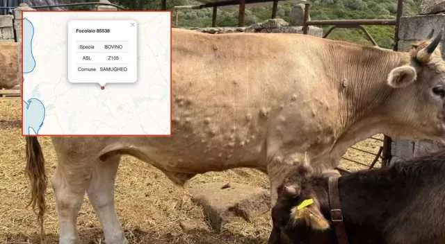Dermatite Bovina Samugheo La dermatite bovina arriva nell'oristanese: primo focolaio accertato a Samugheo