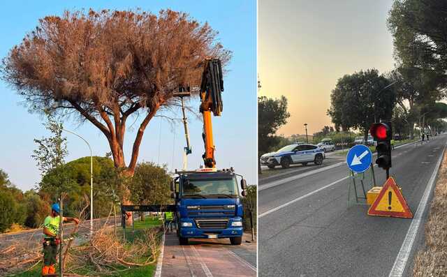 Lavori di abbattimento degli alberi lungo la ciclabile tra Assemini e Decimomannu: cambia la circolazione 