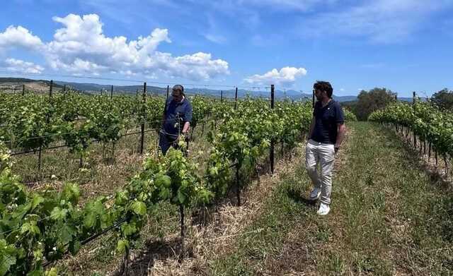 L'enologo sardo: "Vigne sotto stress per la quarta ondata di caldo, le alte temperature stanno accelerando la maturazione delle uve"