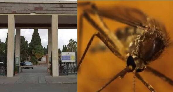 La febbre del Nilo arriva a Cagliari: zanzare positive al cimitero di San michele e Orto botanico