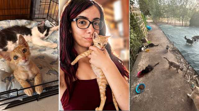 La storia di Jessica e la sua "Colonia delle pesti": 40 gatti in cerca di aiuto e la battaglia per salvarli