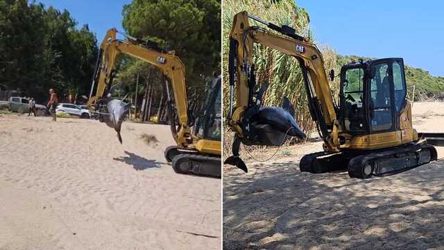 Delfina partorisce nelle acque di Bari Sardo, poi muore: i bagnanti recuperano la carcassa