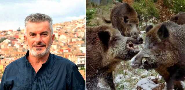 Sennori, è allarme cinghiali: "A rischio l'incolumità dei cittadini, servono azioni concrete"