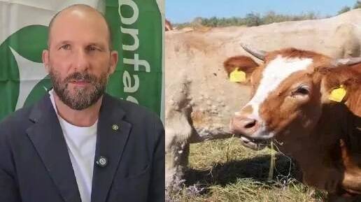 Dermatite bovina, corsa contro il tempo per mettere a posto i conti: "Si rischia mancanza di liquidità in autunno"