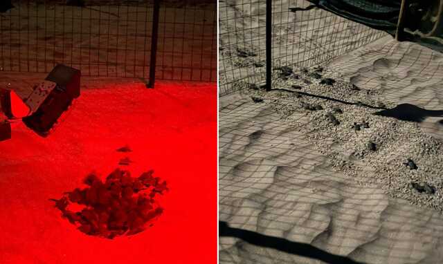 Spettacolo alla spiaggia de la Bobba: 50 piccole Caretta caretta si "tufffano" in mare sotto la luna