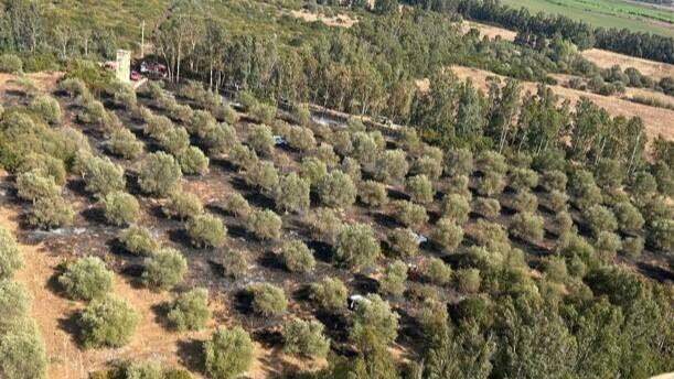 Tottubella, prende fuoco il "combustibile fine" a terra nelle campagne: oliveto in fiamme