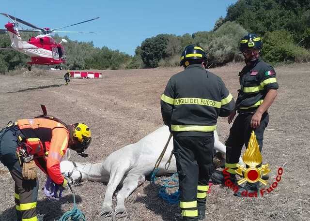 Ales, cavallo finisce in un canale profondo due metri e rischia di affogare: salvato con l'elicottero