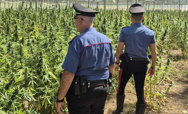 Maxi sequestro a San Vito, scoperta coltivazione da oltre 440 chili di marijuana nel terreno agricolo