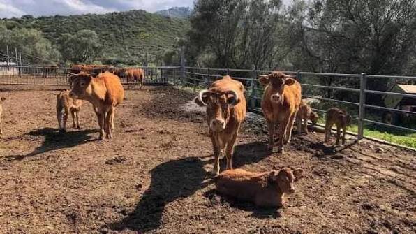 Dermatite dei bovini, focolaio ancora attivo a Escalaplano: movimentazioni bloccate in attesa del Tar