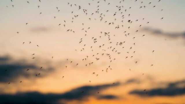 West Nile,  salgono a 9 i casi di contagi nell'Oristanese