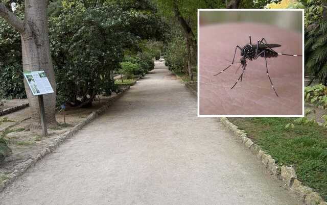 Febbre del Nilo a Cagliari, sono iniziate le disinfestazioni nel cimitero di San Michele e all'Orto Botanico
