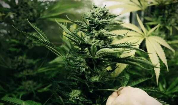 Narcao, in casa nascondeva 4 piante di marijuana: denunciato un operaio 