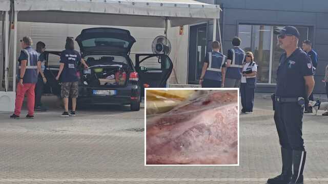 Porto Torres, carne di cinghiale sequestrata per sospetta peste suina: era negativa