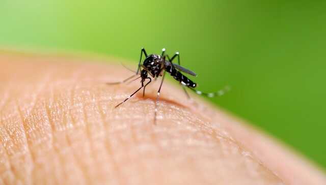 Arriva al pronto soccorso con febbre alta: è il virus West Nile, altri due nuovi casi nell'Oristanese in poche ore
