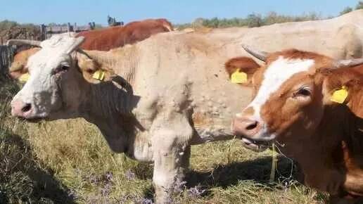 Beffa dermatite bovina, 97% dei capi sardi vaccinati ma resta il blocco: scatta la mobilitazione