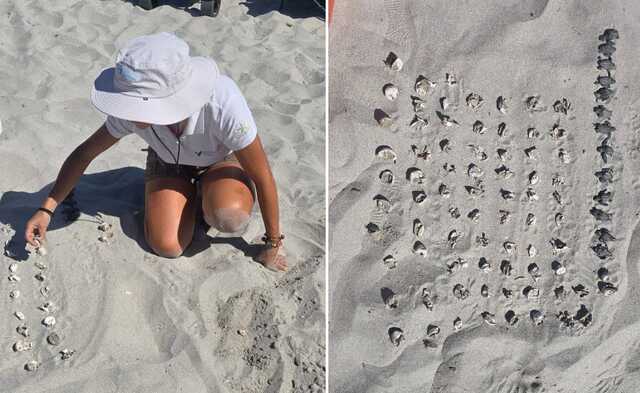 Schiuse "a sorpresa" di Caretta caretta, le Guardie ambientali: "Segnale d'allarme, ci si affida alla fortuna"