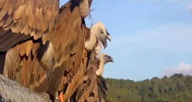 Grifoni quintuplicati in Sardegna negli ultimi 10 anni: ultimo rilascia in natura il primo ottobre