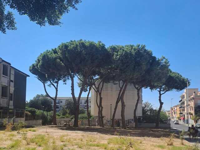 Quartu, due pini pericolosi in via Paganini: via alla rimozione 