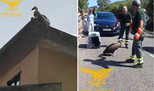 Bosa, un altro grifone in difficoltà: quinto salvataggio in pochi giorni