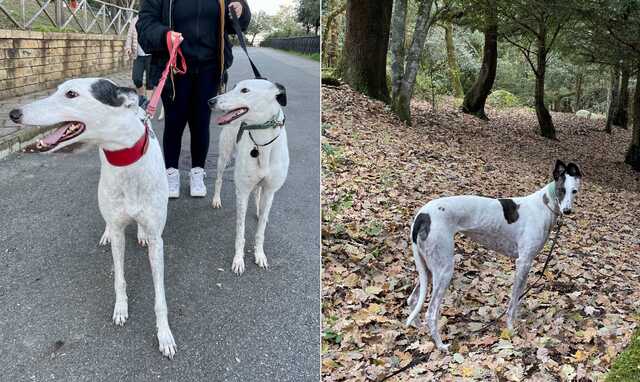 Villaspeciosa, arriva la Great Global Greyhound Walk per i levrieri salvati dallo sfruttamento