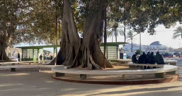 Quasi 50mila euro per salvaguardare 8 alberi storici a Cagliari: "Patrimonio storico-ambientale"