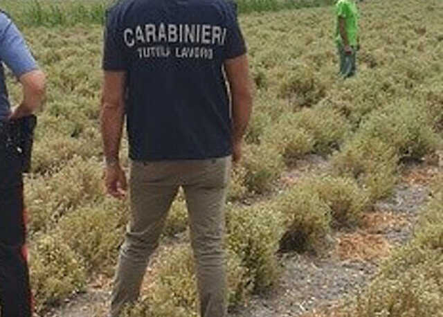 Sfruttamento e caporalato nell'Oristanese, i sindacati: "Spesso si ha paura di denunciare gli abusi e si cade nella trappola del ricatto"