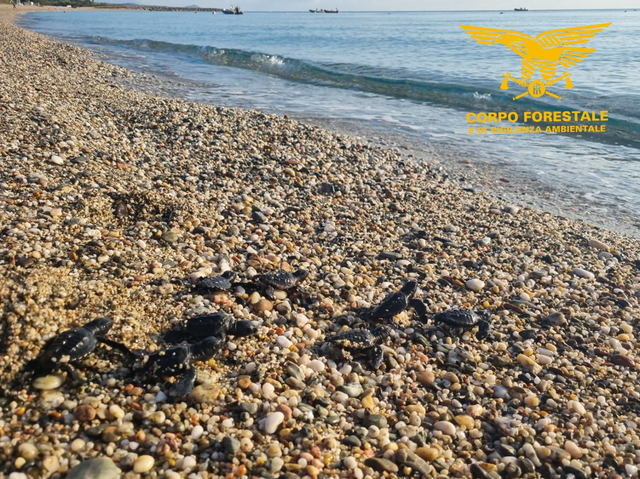 Cardedu, nido di Caretta caretta si schiude nella notte: i piccoli si rifugiano sotto un chiosco