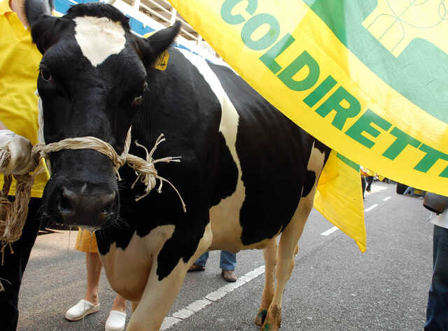 Restrizioni per la dermatite, oggi la grande mobilitazione degli allevatori sardi: il corteo a Olbia