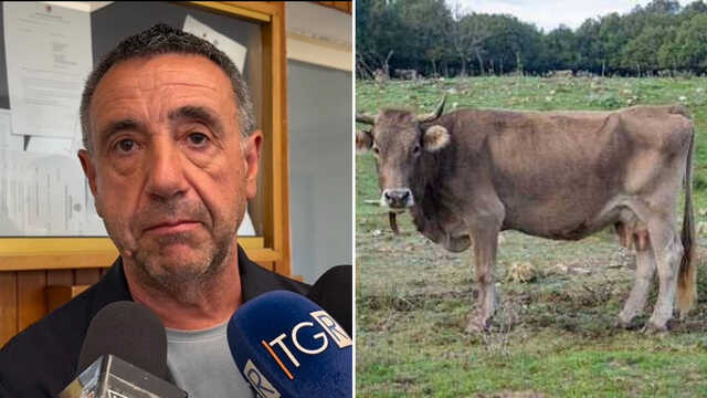 Dermatite dei bovini, Cualbu (Coldiretti): "Norme assurde, i servizi veterinari sono incartati"