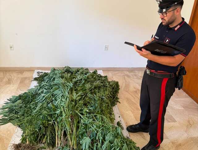 Scoperta una coltivazione di marijuana con oltre 100 piante a Bultei: arrestato un 50enne 