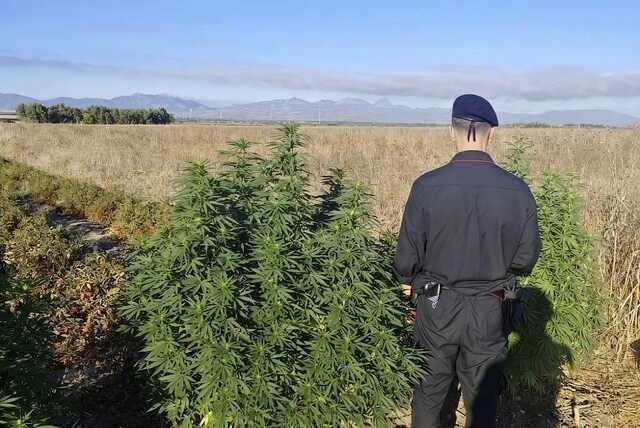 Pabillonis, scoperte sei piante di marijuana in campagna: denunciato un agricoltore