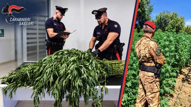 Sequestrate più di 11mila piante di marijuana tra Telti, Bono e Alà dei Sardi, allevatore arrestato